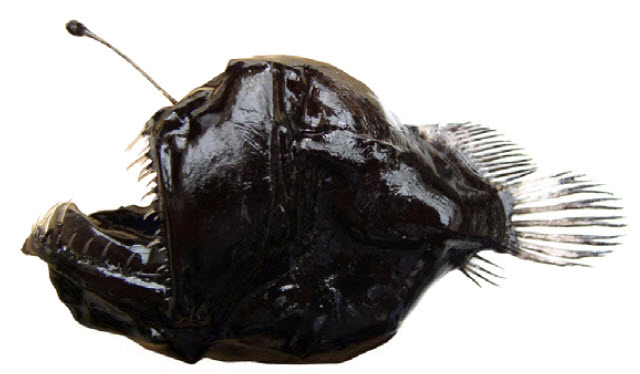 Melanocetus johnsoni_04.jpg